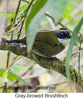 Gray-browed Brushfinch - © James F Wittenberger and Exotic Birding LLC