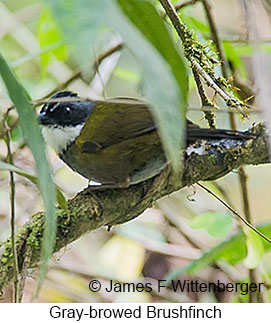 Gray-browed Brushfinch - © James F Wittenberger and Exotic Birding LLC