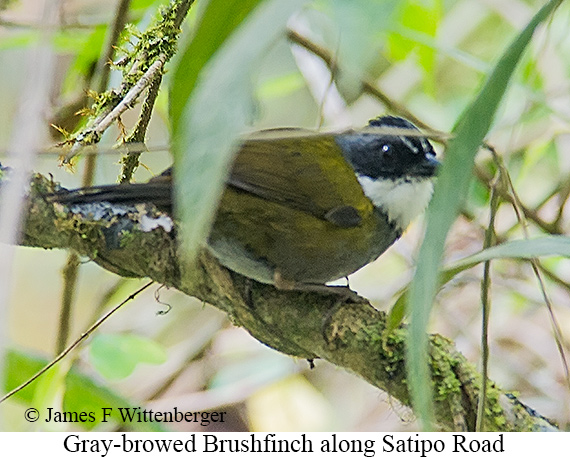 Gray-browed Brushfinch - &copy; James F Wittenberger and Exotic Birding LLC