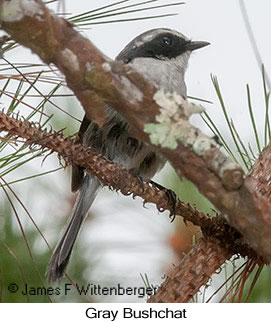 Gray Bushchat - © James F Wittenberger and Exotic Birding LLC