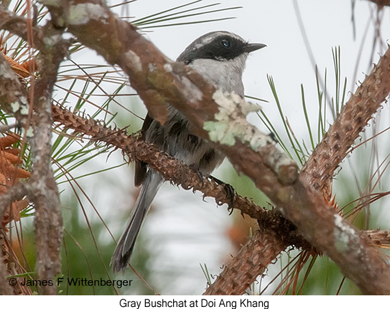 Gray Bushchat - © James F Wittenberger and Exotic Birding LLC