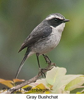 Gray Bushchat - © James F Wittenberger and Exotic Birding LLC