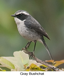 Gray Bushchat - © James F Wittenberger and Exotic Birding LLC