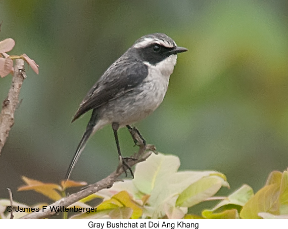 Gray Bushchat - © James F Wittenberger and Exotic Birding LLC