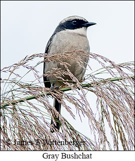 Gray Bushchat - © James F Wittenberger and Exotic Birding LLC