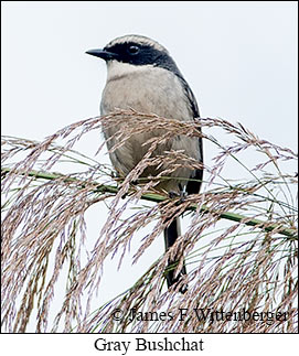 Gray Bushchat - &copy; James F Wittenberger and Exotic Birding LLC