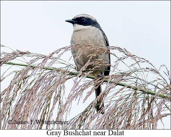 Gray Bushchat - © James F Wittenberger and Exotic Birding LLC