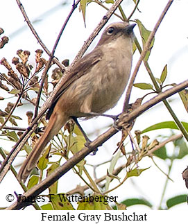 Gray Bushchat - &copy; James F Wittenberger and Exotic Birding LLC