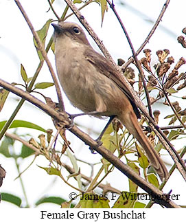 Gray Bushchat - © James F Wittenberger and Exotic Birding LLC