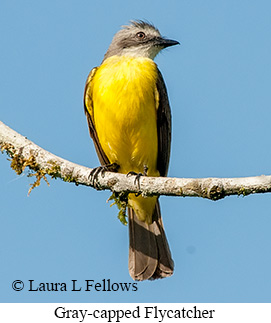 Gray-capped Flycatcher - © Laura L Fellows and Exotic Birding LLC