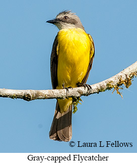 Gray-capped Flycatcher - © Laura L Fellows and Exotic Birding LLC