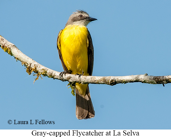Gray-capped Flycatcher - © Laura L Fellows and Exotic Birding LLC