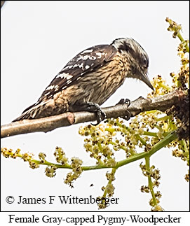 Female Gray-capped Pygmy Woodpecker - © James F Wittenberger and Exotic Birding LLC