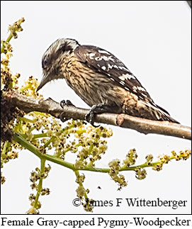 Female Gray-capped Pygmy Woodpecker - © James F Wittenberger and Exotic Birding LLC