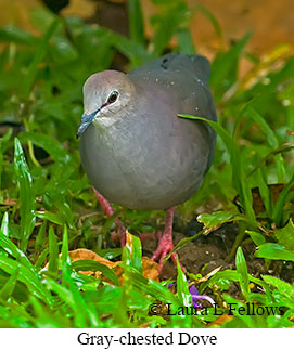 Gray-chested Dove - &copy; Laura L Fellows and Exotic Birding LLC