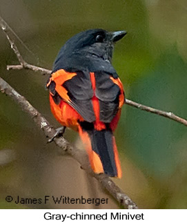 Gray-chinned Minivet - © James F Wittenberger and Exotic Birding LLC