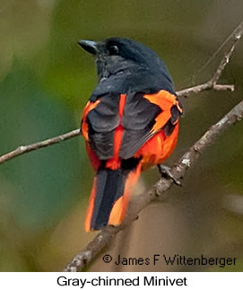 Gray-chinned Minivet - © James F Wittenberger and Exotic Birding LLC