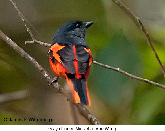 Gray-chinned Minivet - © James F Wittenberger and Exotic Birding LLC