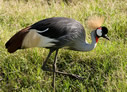 Gray Crowned-Crane - © Laura L Fellows and Exotic Birding Tours Gray Crowned-Crane - © Laura L Fellows and Exotic Birding Tours