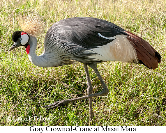 Gray Crowned-Crane - © James F Wittenberger and Exotic Birding LLC