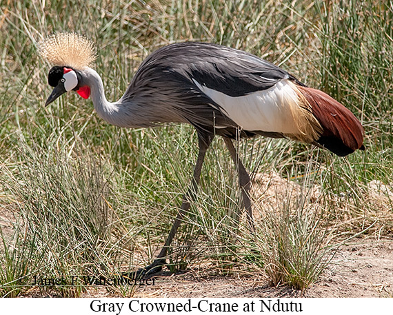 Gray Crowned-Crane - © James F Wittenberger and Exotic Birding LLC