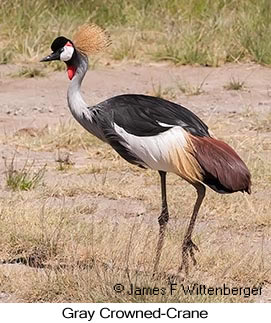 Gray Crowned-Crane - © James F Wittenberger and Exotic Birding LLC