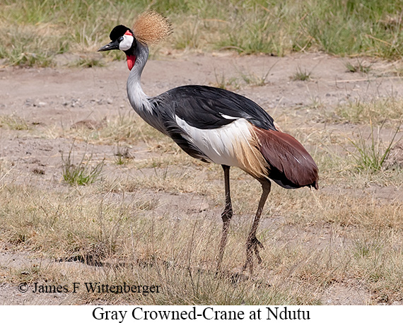 Gray Crowned-Crane - © The Photographer and Exotic Birding LLC