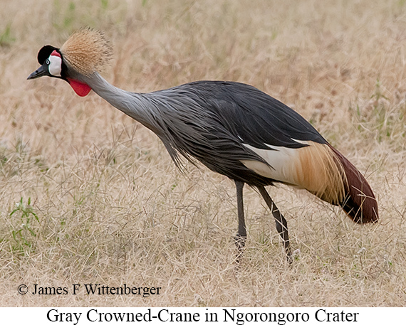 Gray Crowned-Crane - © James F Wittenberger and Exotic Birding LLC