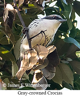 Gray-crowned Crocias - © James F Wittenberger and Exotic Birding LLC