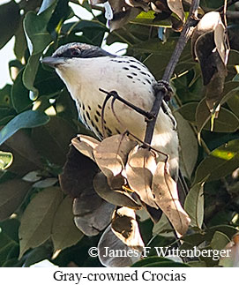 Gray-crowned Crocias - © James F Wittenberger and Exotic Birding LLC