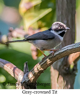 Gray-crowned Tit - © James F Wittenberger and Exotic Birding LLC