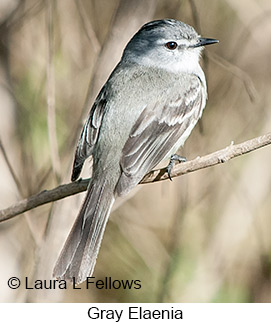 Gray Elaenia - © Laura L Fellows and Exotic Birding LLC