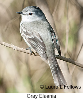 Gray Elaenia - © Laura L Fellows and Exotic Birding LLC