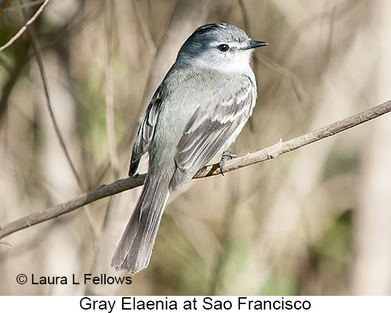 Gray Elaenia - © Laura L Fellows and Exotic Birding LLC