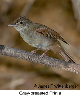 Gray-eyed Bulbul - © James F Wittenberger and Exotic Birding LLC