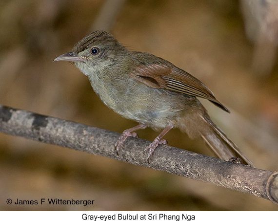 Gray-eyed Bulbul - © James F Wittenberger and Exotic Birding LLC