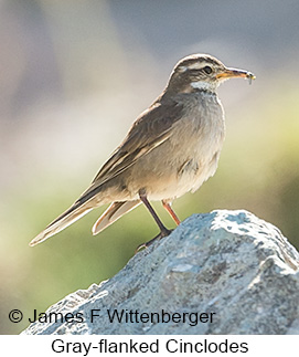 Gray-flanked Cinclodes - © James F Wittenberger and Exotic Birding LLC Gray-flanked Cinclodes - © James F Wittenberger and Exotic Birding LLC