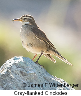 Gray-flanked Cinclodes - © James F Wittenberger and Exotic Birding LLC