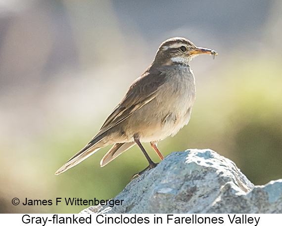 Gray-flanked Cinclodes - © James F Wittenberger and Exotic Birding LLC Gray-flanked Cinclodes - © James F Wittenberger and Exotic Birding LLC