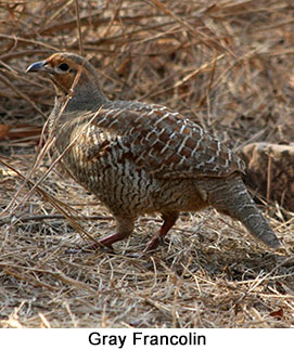 Gray Francolin - courtesy Leio De Souza