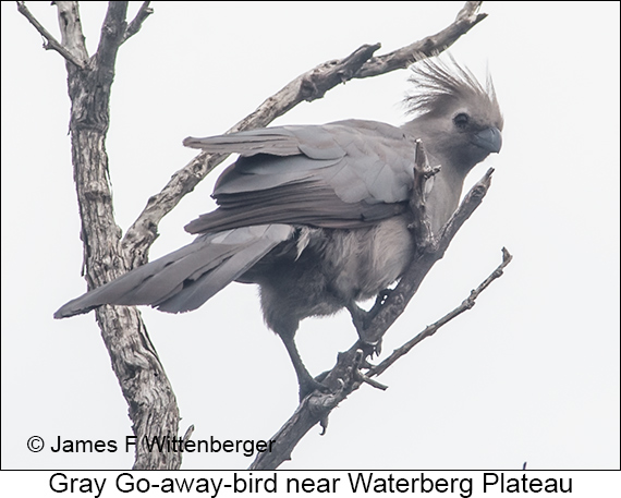 Gray Go-away-bird - © James F Wittenberger and Exotic Birding LLC