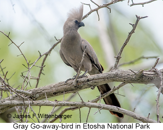Gray Go-away-bird - © James F Wittenberger and Exotic Birding LLC