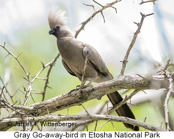 Gray Go-away-bird - © James F Wittenberger and Exotic Birding LLC