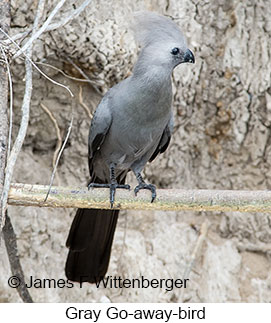 Gray Go-away-bird - © James F Wittenberger and Exotic Birding LLC