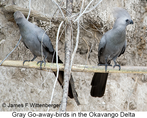 Gray Go-away-bird - © James F Wittenberger and Exotic Birding LLC