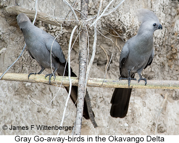 Gray Go-away-bird - © James F Wittenberger and Exotic Birding LLC Gray Go-away-bird - © James F Wittenberger and Exotic Birding LLC