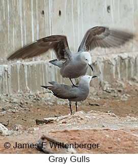 Gray Gull - © James F Wittenberger and Exotic Birding LLC Gray Gull - © James F Wittenberger and Exotic Birding LLC