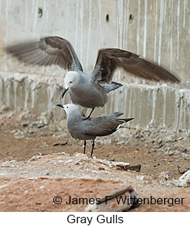 Gray Gull - © James F Wittenberger and Exotic Birding LLC Gray Gull - © James F Wittenberger and Exotic Birding LLC