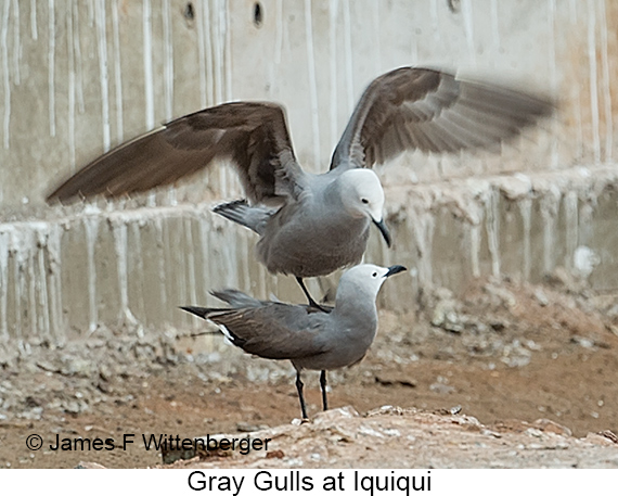Gray Gull - © James F Wittenberger and Exotic Birding LLC Gray Gull - © James F Wittenberger and Exotic Birding LLC