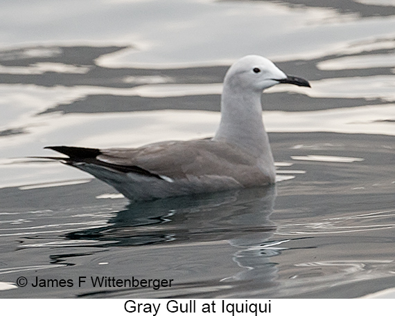 Gray Gull - © James F Wittenberger and Exotic Birding LLC Gray Gull - © James F Wittenberger and Exotic Birding LLC